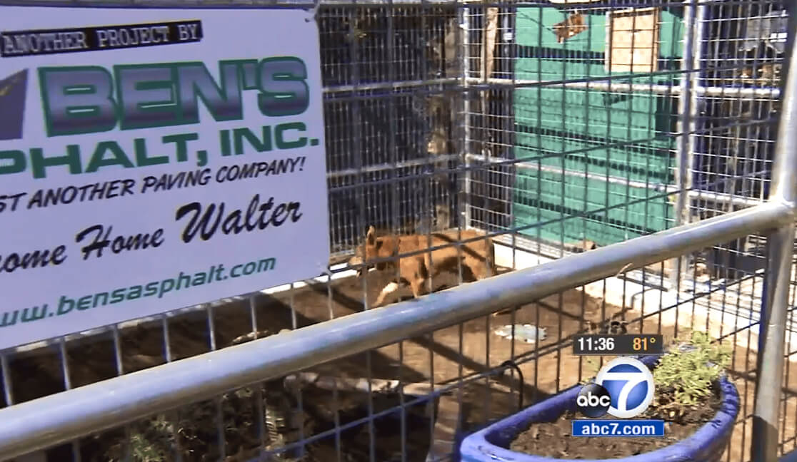 fresh start for walter the stray dog